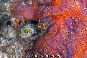 Secretary blenny.  Nikon 105 mm and SubSEa 5X diopter. by Patrick Reardon 